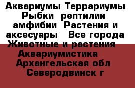 Аквариумы.Террариумы.Рыбки, рептилии, амфибии. Растения и аксесуары - Все города Животные и растения » Аквариумистика   . Архангельская обл.,Северодвинск г.